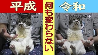 パパの膝に乗る猫の姿が可愛すぎる☆平成が令和に変わろうとも一切ブレない猫リキちゃん☆令和元年も甘えん坊猫まっしぐら☆【リキちゃんねる　猫動画】Cat video　キジトラ猫との暮らし