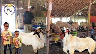 hafiza sheep farm ambur / sheep farming #shorts