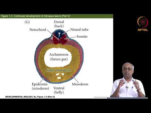 Life cycles and evolution of development models