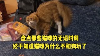 盘点那些猫咪的无语时刻，终于知道猫咪为什么不和狗玩了！