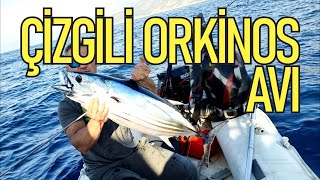 Çizgili Orkinos Avı(13 kg) - Kaş/Fethiye