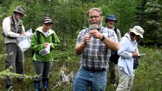 How to Identify Carex lasiocarpa