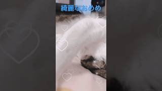 猫がカーペットに頭擦る姿一生見てられる可愛すぎよ、💕