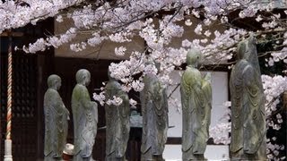 六地蔵寺の桜