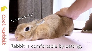 かまって欲しくてペロペロするウサギに負けてナデナデする飼い主｜Rabbit vlog No.114｜Rabbit is comfortable by petting.