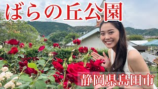 島田市ばらの丘公園で癒されまくってきた！【静岡さんぽ】 #88