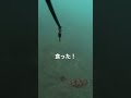 水中撮影のテスト！奴の姿が！ 釣り 魚 水中映像 syorts