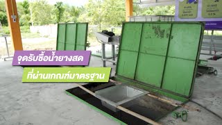 ศรีตรังแชร์ความรู้! พาชมจุดรับซื้อน้ำยางที่ผ่านเกณฑ์มาตรฐาน สะอาด ปลอดภัย ลดปัญหาน้ำยางเสีย