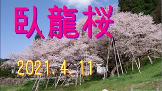 臥龍桜🌸2021.4.11【YUKI】