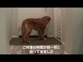 【愛犬との再会】出張から帰ってきたパパを全力で迎え入れるゴールデンレトリバーの愛犬ジャスミンがかわいすぎた　【ゴールデンレトリバー ジャスミン vlog】