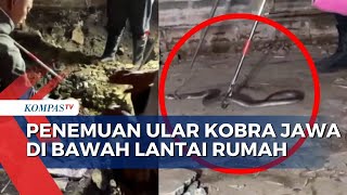 Lebih dari 50 Ular Kobra Jawa Ditemukan di Bawah Lantai Rumah Warga Madiun