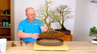 Bonsai Repotting: When & Why You NEED to Do It! 🌿