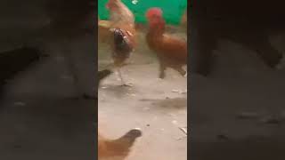 #tamilshorts #funny_chicken #🐓🥰😂🐓#🤪🤪🤪