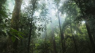 1 JAM Instrumen Gending Jawa Modern Dengan Iringan Hujan, Penenang Hati dan Pikiran