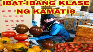 TOMATO 🍅  HARVESTING | TRABAHO SA JAPAN | JAPAN FARMER