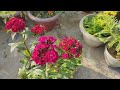 sweet william flower plant care and grow tips स्वीट विलियम फूल के पौधे की देखभाल कैसे करे