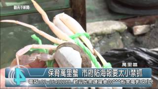 1030812觀天下新聞08 萬里區保育萬里蟹 市府貼海報要太小禁抓