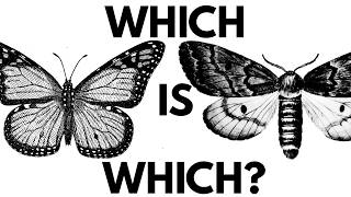 Moths Vs Butterflies