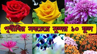 পৃথিবীর জনপ্রিয় ১০টি ফুল | World famous ten flower