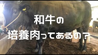 【作業BGM】和牛の培養肉ってあるの？『ファムコネラジオ#94』