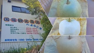 【和歌山県橋本市】 『山の上でいろいろな梨を食べました』 2023.9.9 【国城観光農園】