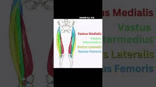 What causes pain in the front of your thigh?