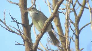 ウェザーリポート動画0327@大阪枚方 夕方頃 （今日のホーホケキョ）