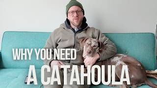 4 Catahoula Leopard Dog Facts YOU MUST KNOW