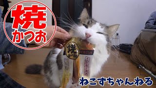 チャオ　焼きかつお　あげたらこうなった　ねこずちゃんねる485 #猫 #ねこ #cat  #仔猫