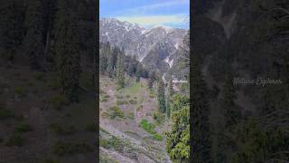 Serene Symmetry: Long Trees and Mountain Meadow #natureexplorer #shorts #mountains #meadows #serene