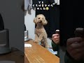 声が高すぎる犬🤣 いぬ トイプー かわいい 楽しい おねだり かわいい💕 アイス