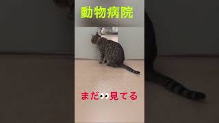 😹動物病院の先生が扉の向こうから遊んでくれたよ😻【うちのおねこさま】　#shorts　＃ベンガル 　#Bengal　#ラム　＃うちのおねこさま　#ねこ　＃Nyan Tube　＃動物病院　＃遊び