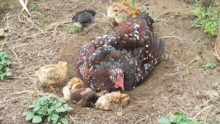 Hen teaches babies to take a sand bath \u0026 eat little rock to help digest 母雞教小雞洗沙浴順便吃小沙石助消化 (描述欄)