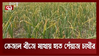 ভেজাল বীজে পথে বসছে রাজবাড়ীর পেঁয়াজ চাষী | Onion | Rajbari | News| Ekattor TV