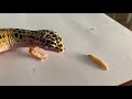 leopard gecko eats first time for 2020 Γκέκο τρώει πρώτη φορά για το 2020