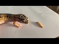 leopard gecko eats first time for 2020 Γκέκο τρώει πρώτη φορά για το 2020