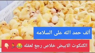 عاااجل الآن✋إنقلاب مفاجئ ونزول حقيقي لأسعار الكتاكيت 🤣فرصتك تلحق رمضان🏃والفراخ بتفرح المربي 🤫👇🏻