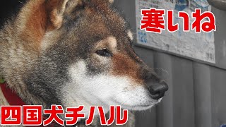 【四国犬チハル】チハルのわがままボディ