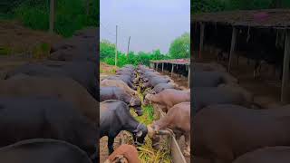 Jay murlidhar Dairy farm #cow #farming #dairyfarmming