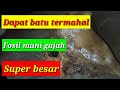 Rejeki tak terduga! Dapat batu fosil mani gajah super besar