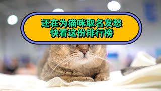 还在为猫咪取名发愁？快看这份排行榜