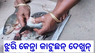 ଏନ୍ତା କରି ଝୁରି ତୁନ୍ ଚୁଲୀ ରେ ରାନ୍ଧି ଦେଖୁନ... ଝୁରି ତୁନ ର ରେସିପି.....fish curry// At Village life