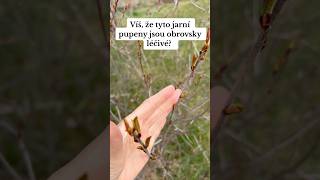 🌱Pokud se o pupenech chcete dozvědět více, přihlaste se do mého minikurzu Zázračné jarní pupeny 🌱