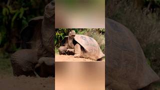 വ്യത്യസ്തമായ ഒരു ആമ | Rare land tortoise in kerala #tortoise #kerala #shorts #edit #shortsfeed