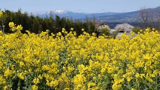 花を咲かせて２０年。住民手作りの「鼻高展望花の丘」が見頃に