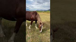 Our Mare Horse Weiser Was Caught In A Wolf Snare! A Brief Story Of Her Rescue Here! Flying L Ranch