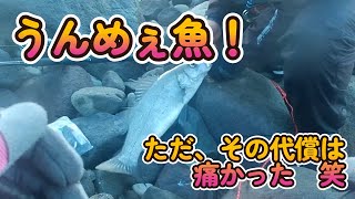 2024年最終釣行　南伊豆でうんめぇ魚を獲った…その後悲劇が！＃ヒラスズキ＃釣り