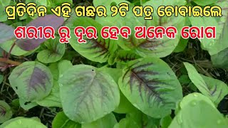 ଏହି ଗଛର ପତ୍ରକୁ ୨ଟି ଲେଖା ଚୋବାଇଲେ ଅନେକ ରୋଗ ଏକାଥରକେ ଦୁରହେବ । Kosala Tree( Saga) in Deaseses cure