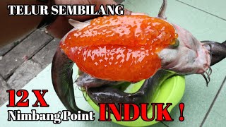 PAKAI TELUR SEMBILANG KALAU TS DILARANG || MBRUSUTTTNYA BISA DI ADU !