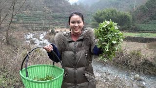 Picking wild chrysanthemum seedlings on the mountain, after frying, it’s delicious.